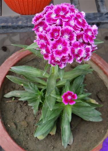 Dianthus barbatus